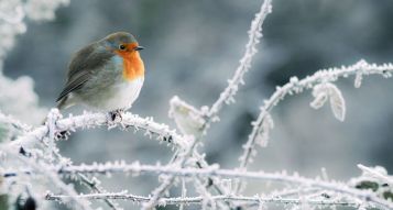 Garden Jobs for Winter