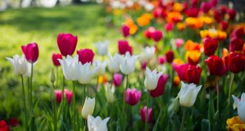 Garden Jobs for Spring