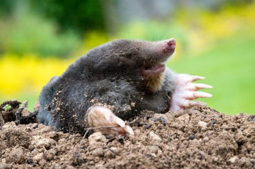 Click Here To Enlarge This Photo Of Garden Pests