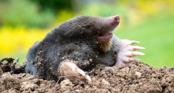 Garden Pests