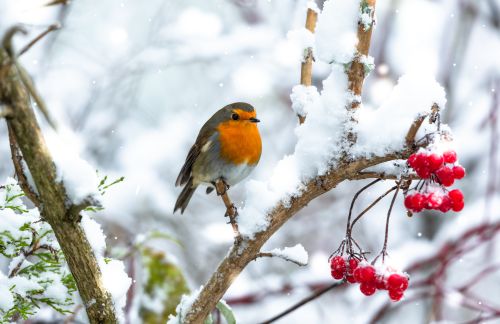 Click Here To Enlarge This Photo Of Winter is coming, jobs to look after your lawn