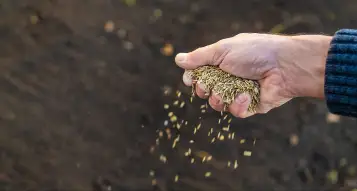 10 Easy Steps to Grow the Perfect Lawn from Seed