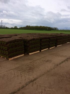 Click Here To Enlarge This Photo Of Lawn Turf Nottingham 