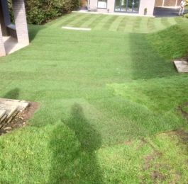 A large lawn laid at Bramcote, Nottingham: Click Here To View Larger Image