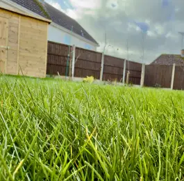Turf after 4 weeks: Click Here To View Larger Image